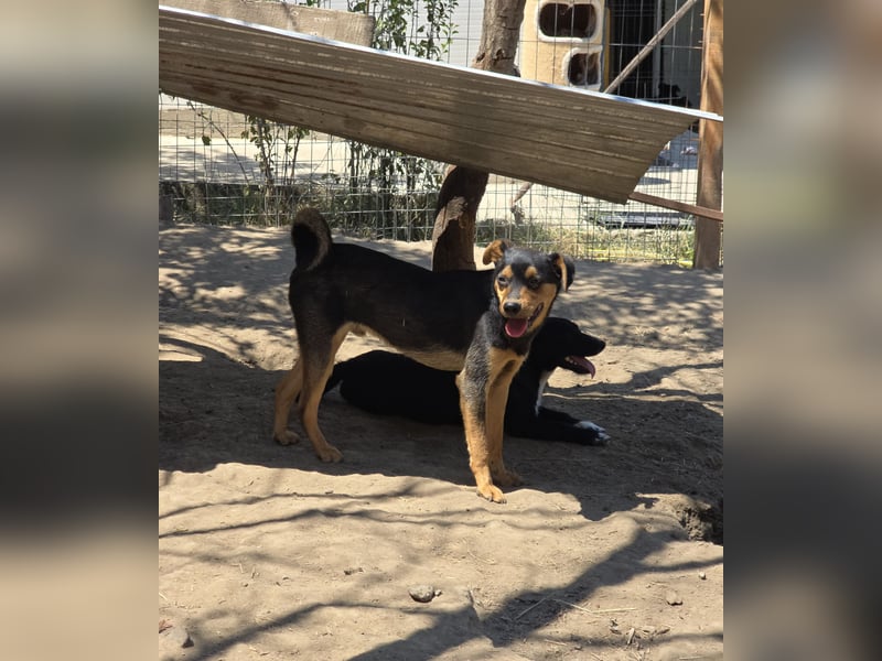 Sami, Rüde, *ca. 21.11.2024, ca. 40 cm, fröhlich, vorsichtig, neugierig