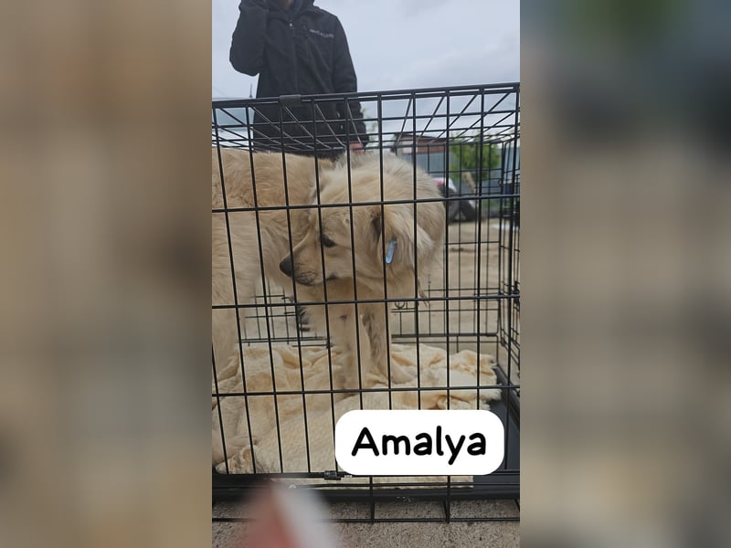 Amalya , 7 jährige Hündin,  ca. kniehoch, noch zurückhaltend