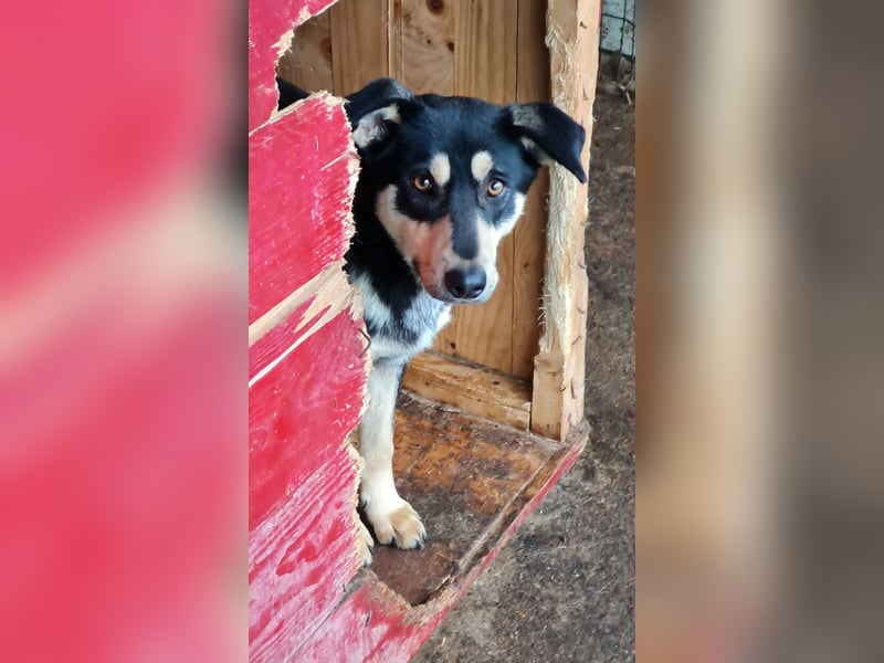 Ludwig, 3 ¼ jähriger Rüde, SH ca. mittel, kastriert, schüchtern, sozial, neugierig