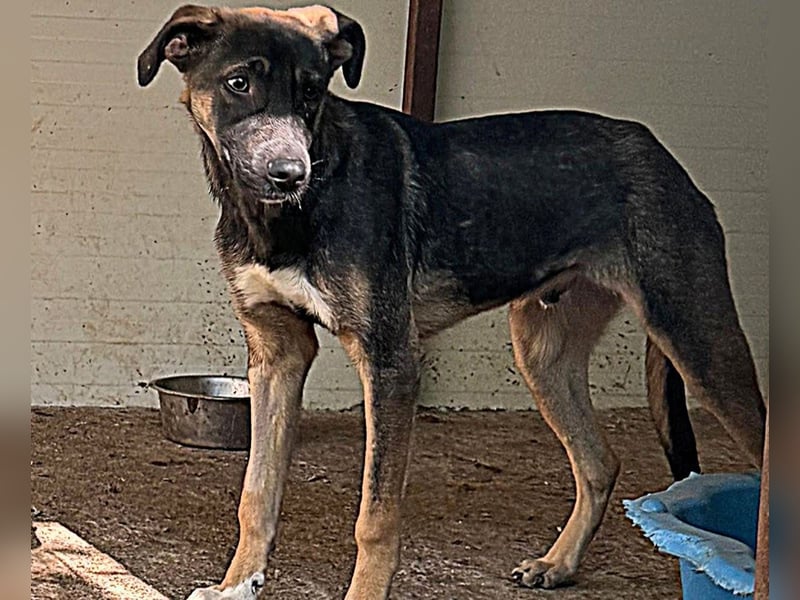 Achill, einjähriger Junghund , sozial aber noch  ängstlich und  vorsichtig