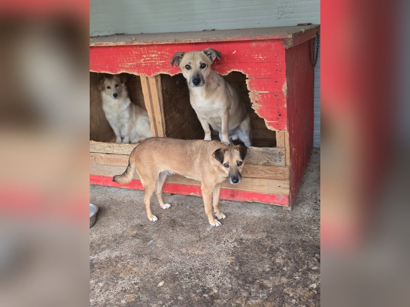 Lenny, Rüde, *ca. 10.01.2021, klein bis kniehoch, freundlich, unkompliziert, liebevoll, verschmust