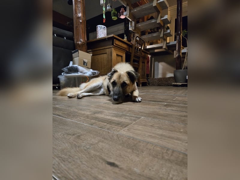 Jazz, Rüde, kastriert, * ca. 15.12.2022, SH ca. Kniehoch, ca. 14 kg, fröhlich, sozial, Menschen bezo