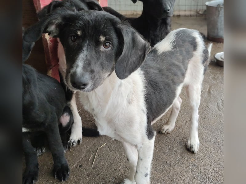 Iris, Hündin, * ca. 15.08.2022, ca. 45-50cm, freundlich, neugierig, lernfreudig, sozial