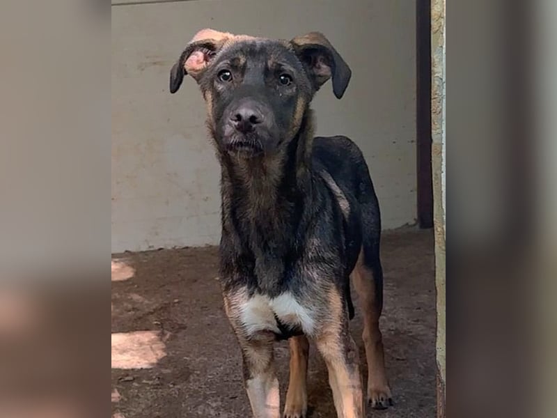 Achill, einjähriger Junghund , sozial aber noch  ängstlich und  vorsichtig