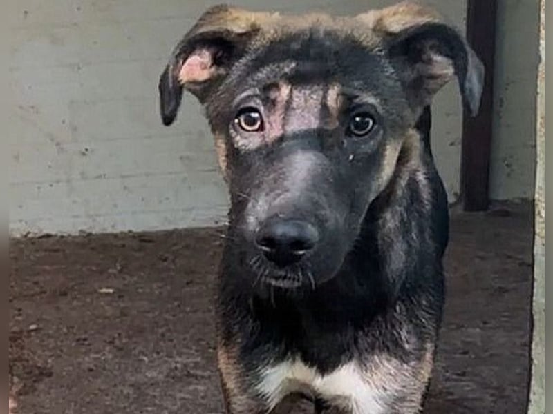 Achill, einjähriger Junghund , sozial aber noch  ängstlich und  vorsichtig