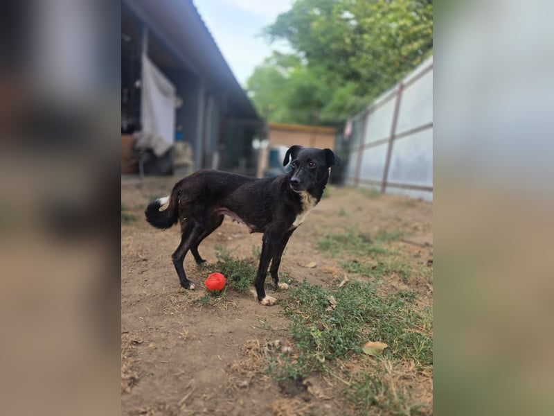 Melly, Hündin, *16.05.2022, SH ca. 40 cm, zurückhaltend, vorsichtig
