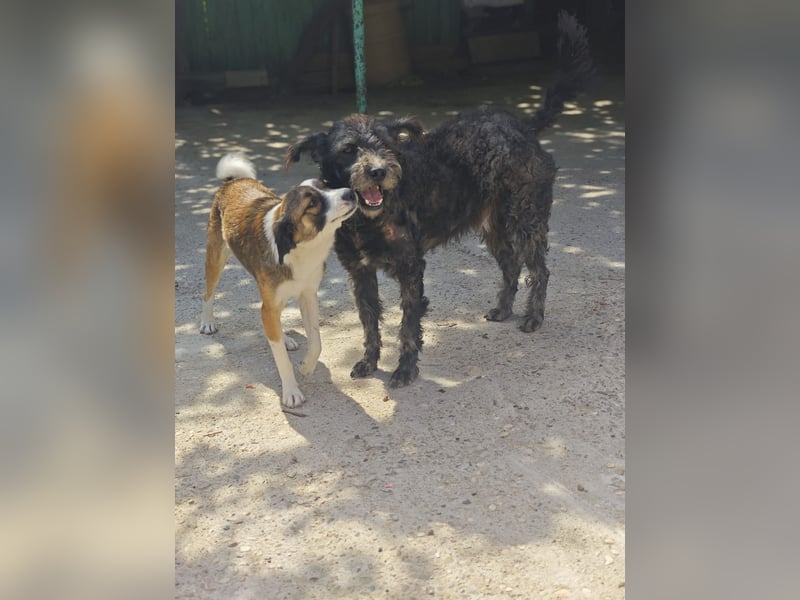 Toni , Rüde, *ca. 10.12.2021, SH ca. 46 cm, Bub, freundlich, sensibel, aktiv, sozial