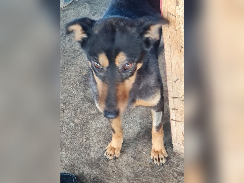 Mona , 3 ¼ jähriges Mädchen, ca. mittelgroß bis Knie, offen, freundlich dominierend, aufgeschlossen