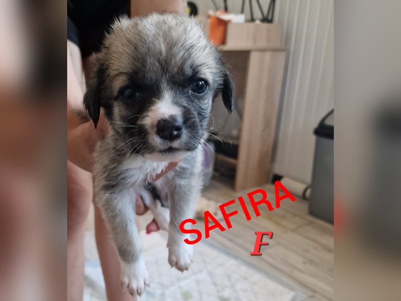 Safira, Mädchen, ca. 24.06.2022, ca. kniehoch, freundlich, verspielt, offen