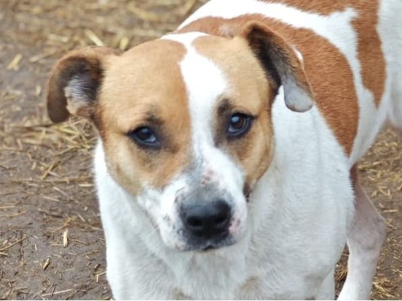 Nara, Hündin, *ca. Dezember 2019, ca. 50 cm, freundlich, ruhig, sozial, verschmust