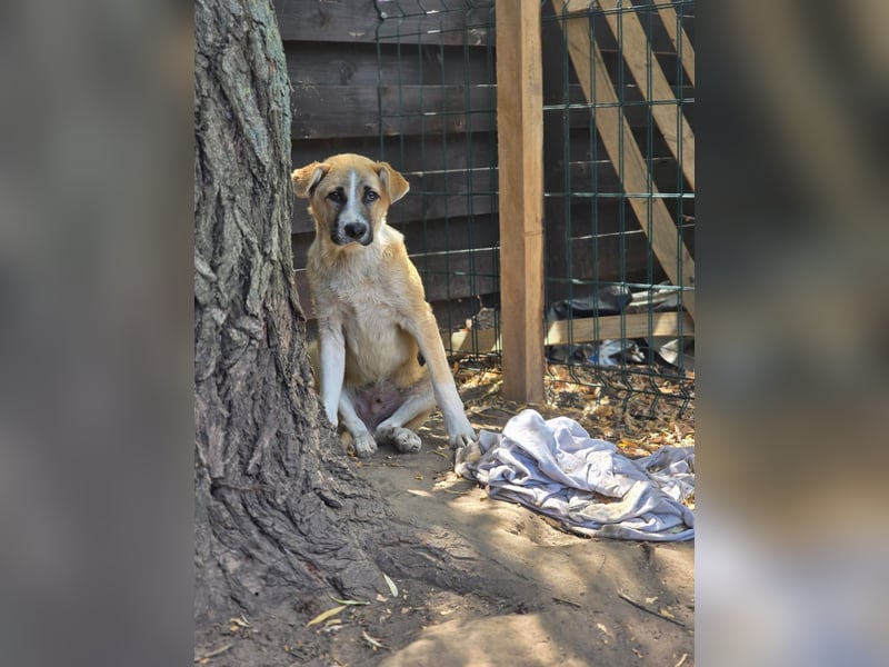 Paul, Rüde, *ca. 19.08.2023, ca. kniehoch, zurückhaltend, vorsichtig, sozial