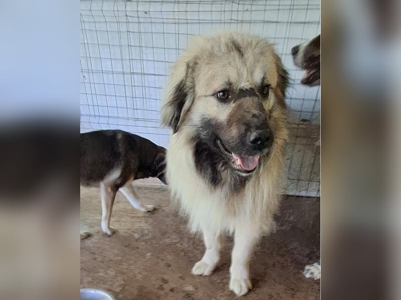 Cajun, 2-jähriger Bub, etwas über kniehoch, Fröhlich, freundlich, sozial, aktiv