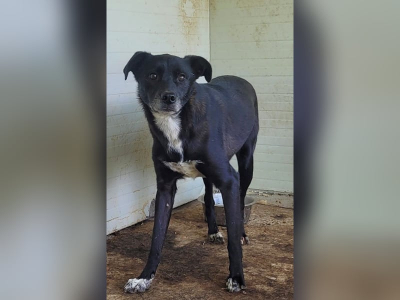 Vento, 3 jähriger Bub, SH ca. kniehoch, neugierig, verspielt, sozial