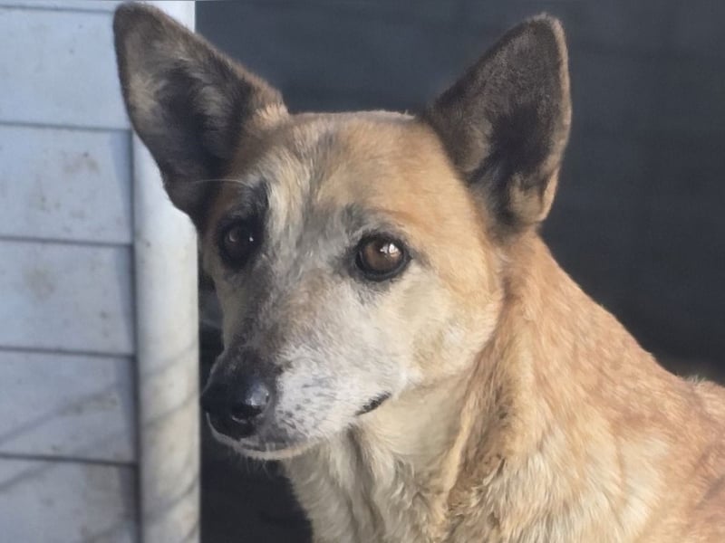 Maisie, Hündin, kleines Handicap, *ca. 12.10.2021, ca. kniehoch, sanft, sozial, vorsichtig