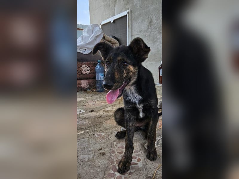 Isabeau, Hündin, *ca. 20.02.2025, ca. kniehoch, lebenslustig, fröhlich, kuschelt gerne, verspielt