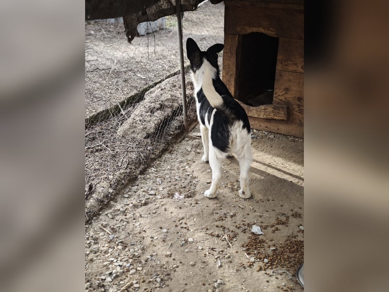 Hedi, Hündin, *ca. 02.10.2025, ca. kniehoch werdend, menschenbezogen, aufgeschlossen, fröhlich