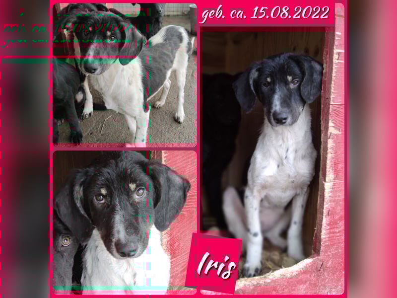 Iris, Hündin, * ca. 15.08.2022, ca. 45-50cm, freundlich, neugierig, lernfreudig, sozial