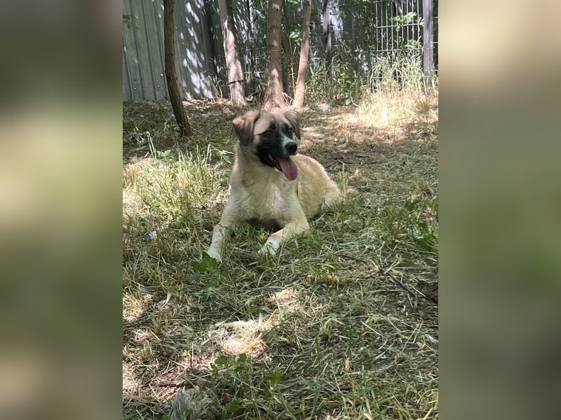 Safira, Mädchen, ca. 24.06.2022, ca. kniehoch, freundlich, verspielt, offen