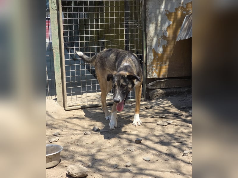 Raven, Rüde, *ca. 20.09.2024, SH ca. kniehoch, menschenbezogen, verschmust, offen, freundlich