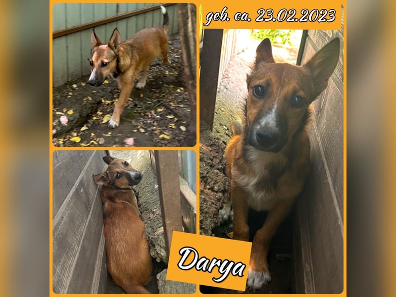 Darya, 2jährige Hündin, SH ca. mittelgroß ?, ängstlich, unsicher, freundlich, sozial
