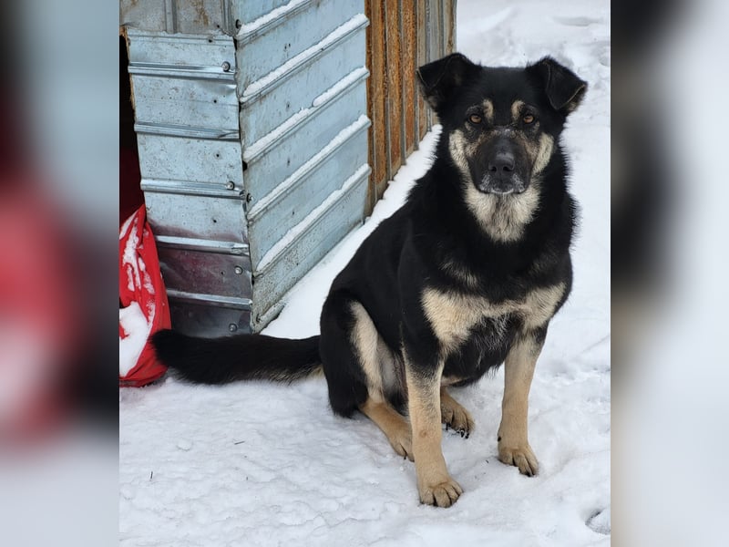 Savannah, Hündin, *ca. 10.01.2021, SH ca. mittelgroß, Mädel, liebevoll, schlau, gerne im Freien, ent