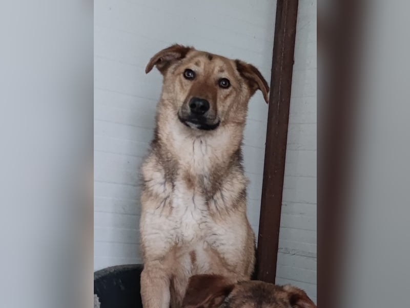 I A N, 3-jähriger Bub, SH mittelgroß, freundlich, zuückhaltend, unsicher, sozial