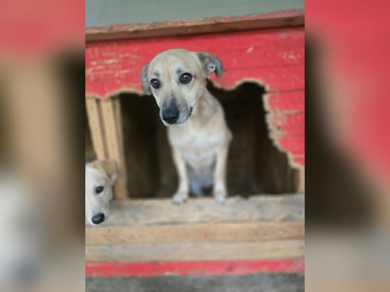 Lenny, Rüde, *ca. 10.01.2021, klein bis kniehoch, freundlich, unkompliziert, liebevoll, verschmust