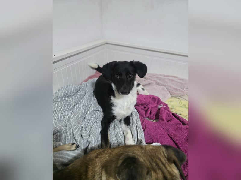 Silja, Hündin,*ca. 08.02.2025, ca. kniehoch, unsicher, aber möchte gerne vertrauen, sucht Körperkont