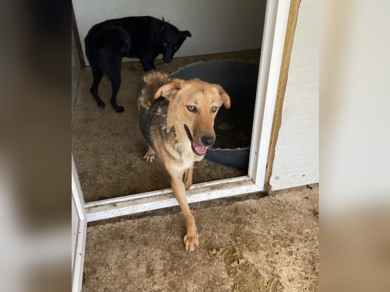 I A N, 3-jähriger Bub, SH mittelgroß, freundlich, zuückhaltend, unsicher, sozial