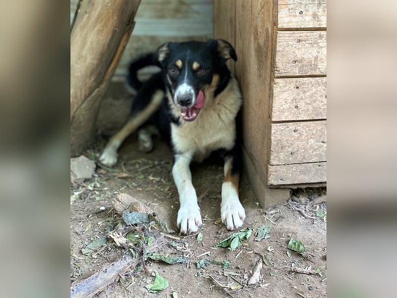 Mailo, 4-jähriger Bub, SH ca. 50 cm, freundlich, aufgeschlossen, neugierig, sozial