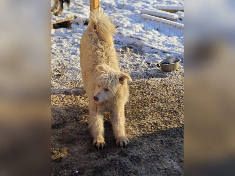 Jupp, Rüde, *ca. 10.04.2024, ca. kniehoch, vorsichtig, freundlich, lustig, verspielt, verschmust