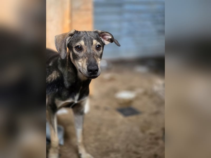 Getana, Hündin, *ca. 24.01.2025, ca. kniehoch, aufgeschlossen, liebenswürdig, verschmust, neugierig