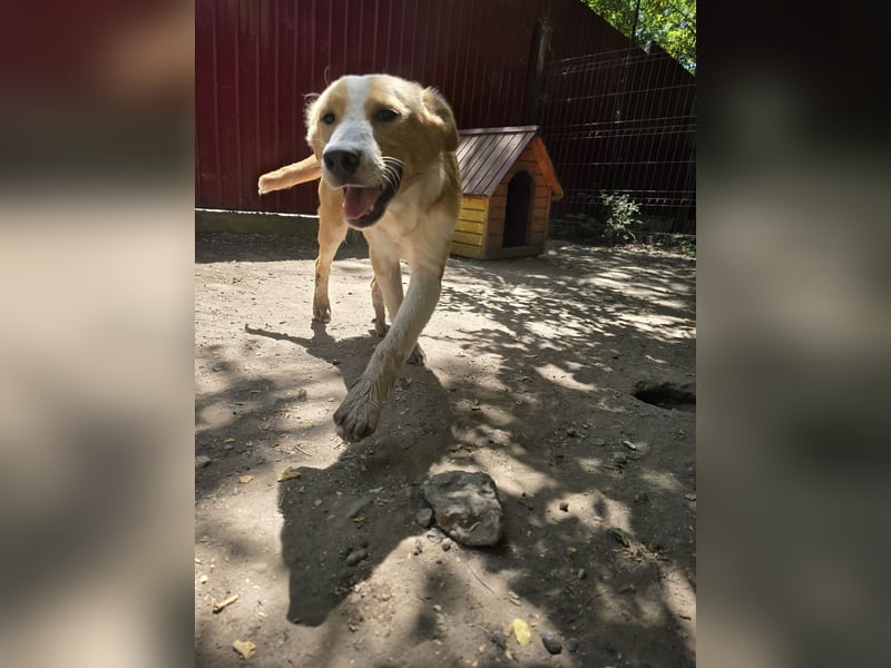 Wasco, 1 , 1/3  jähriger Bub, SH mittelgroß, neugierig, verspielt, aufgeschlossen, sozial)