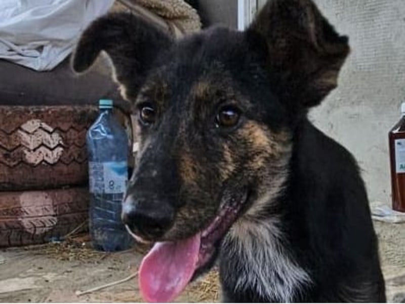 Isabeau, Hündin, *ca. 20.02.2025, ca. kniehoch, lebenslustig, fröhlich, kuschelt gerne, verspielt