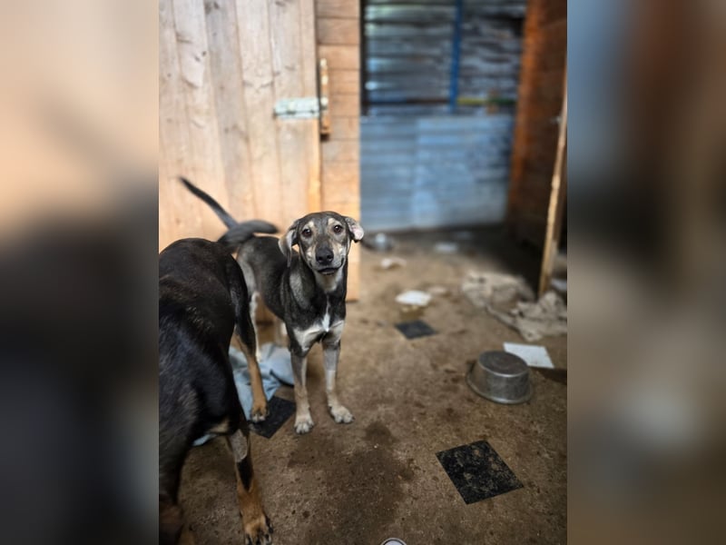 Getana, Hündin, *ca. 24.01.2025, ca. kniehoch, aufgeschlossen, liebenswürdig, verschmust, neugierig