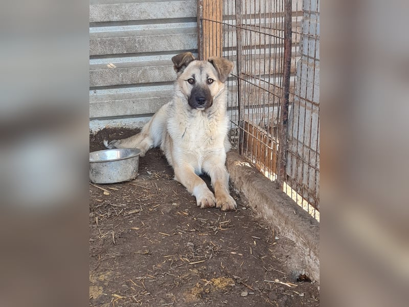 Vicky, Hündin, * 01.08.2025, vermutlich kniehoch werdend, schüchtern, sanft, neugierig, verspielt, s