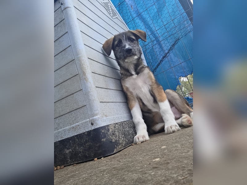 Gerd, Rüde, *ca. 04.07.2025, ca. kniehoch bis mittelgroß, sanft, zurückhaltend aber neugierig, freun