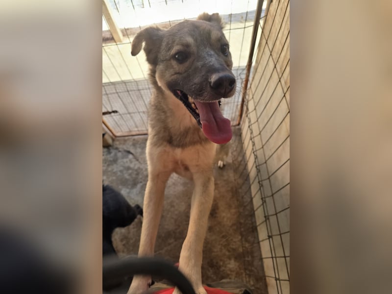 Claudius, fast 3 jähriger Junge,, SH ca. kniehoch, sozial, freundlich, verschmust