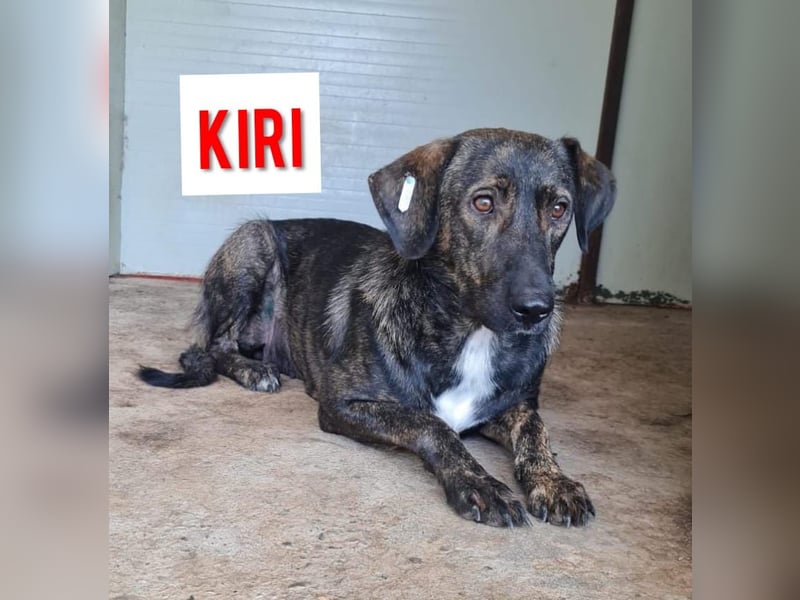 Kiri , 2 ½-jährige Hündin,  mittelgroß, ängstlich, zurückhaltend, ruhig, sozial