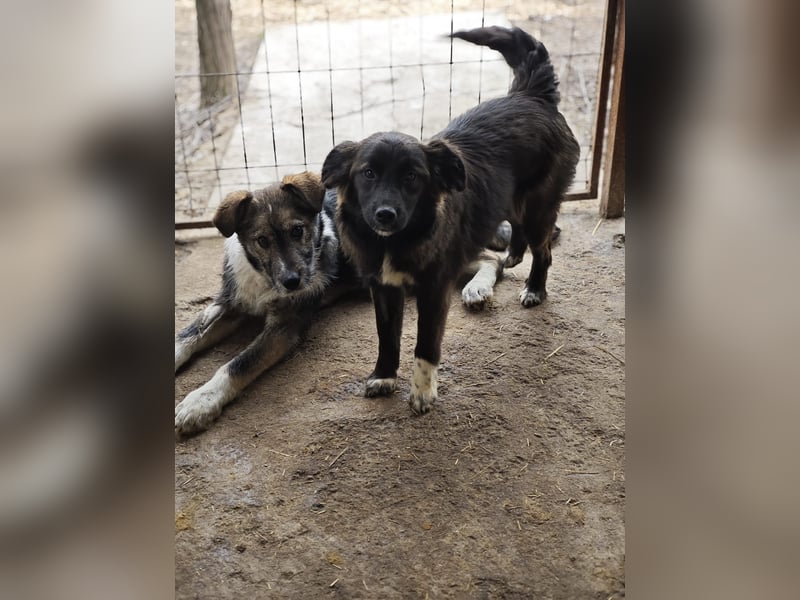 Clarissa, Hündin, *ca. 28.09.2025, ca. kniehoch werdend, freundlich, liebt Streicheleinheiten, versp