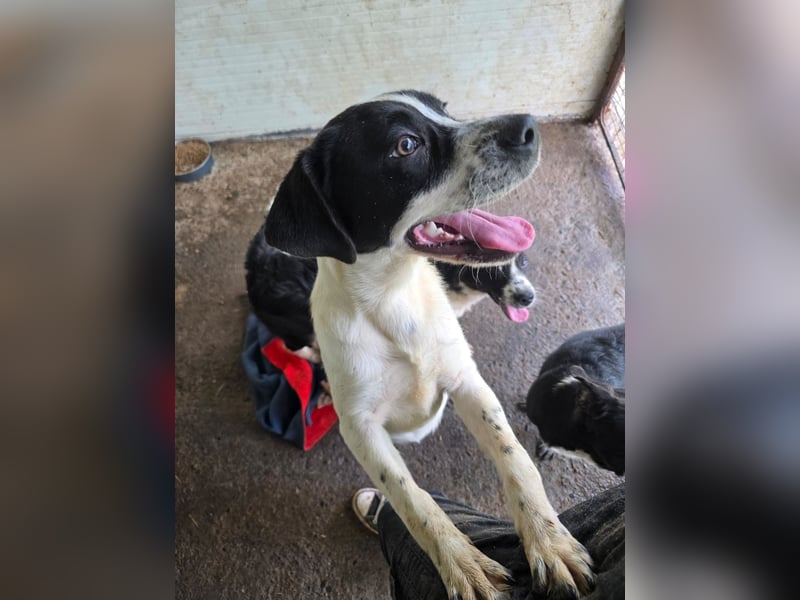 Flavi, Rüde, *geb. ca. 30.11.2024, ca. kniehoch, liebevoll, sozial, freundlich