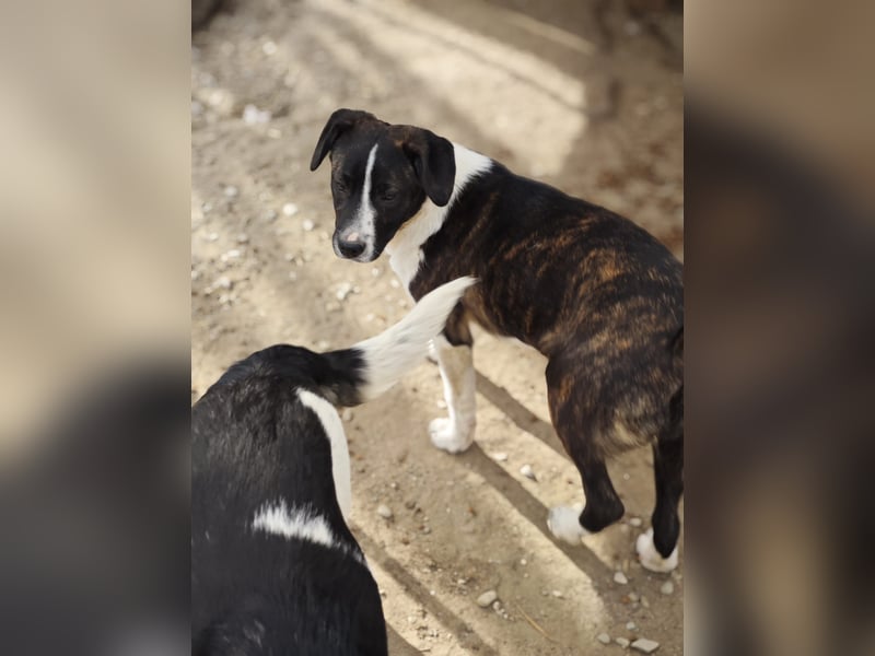 Hedda, Hündin, *ca. 02.10.2025, ca. kniehoch werdend, menschenbezogen, lieb, temperamentvoll, aufges