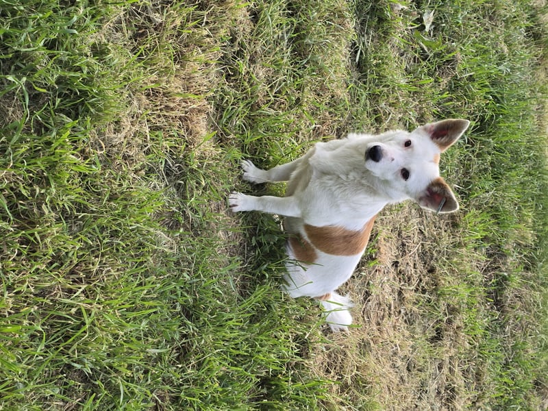 Gabi, Hündin, *ca. 17.09.2019, SH ca. 42 cm, vorsichtig