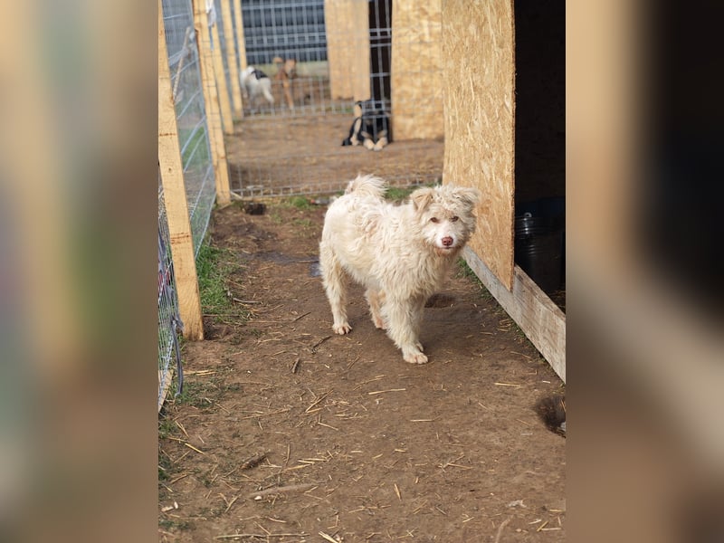 Jupp, Rüde, *ca. 10.04.2024, ca. kniehoch, vorsichtig, freundlich, lustig, verspielt, verschmust