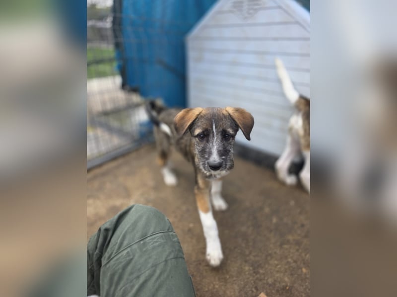 Gerd, Rüde, *ca. 04.07.2025, ca. kniehoch bis mittelgroß, sanft, zurückhaltend aber neugierig, freun