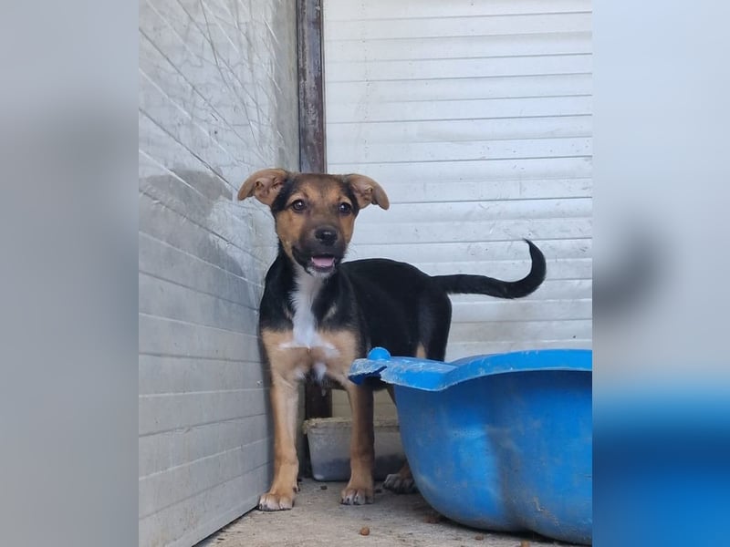 I N G A, fast 3-jähriges Mädel, ca. kniehoch, vorsichtig, schüchtern, lieb, sozial)