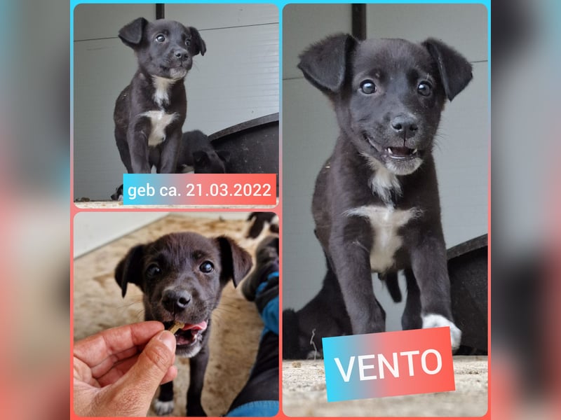 Vento, 3 jähriger Bub, SH ca. kniehoch, neugierig, verspielt, sozial