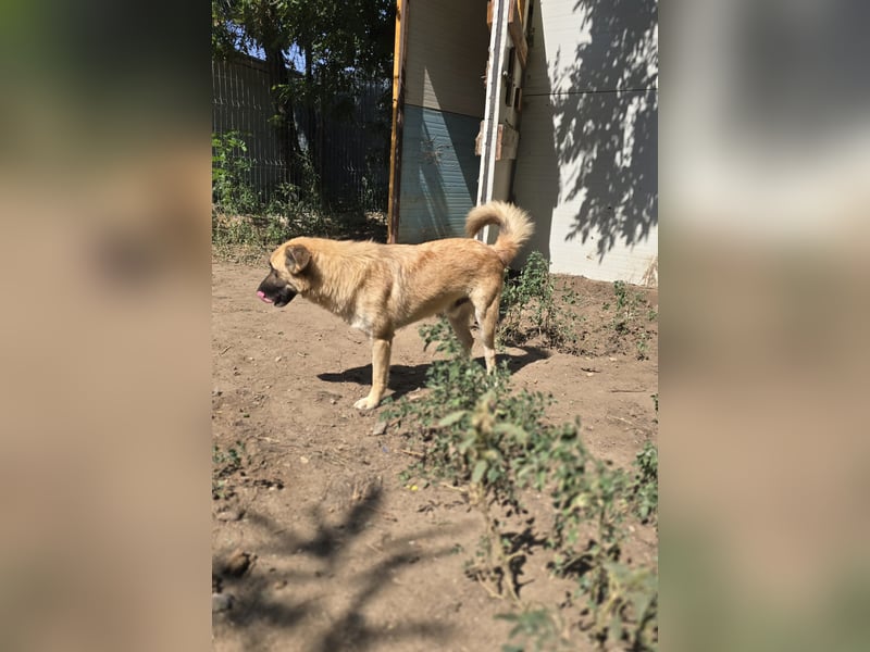 Jazz, Rüde, kastriert, * ca. 15.12.2022, SH ca. Kniehoch, ca. 14 kg, fröhlich, sozial, Menschen bezo