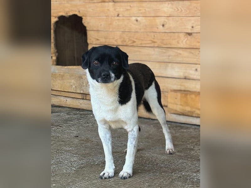 Arpad, Rüde, *ca. 10.12.2023, klein bis kniehoch, vorsichtig, sensibel, interessiert, feinfühlig, ru