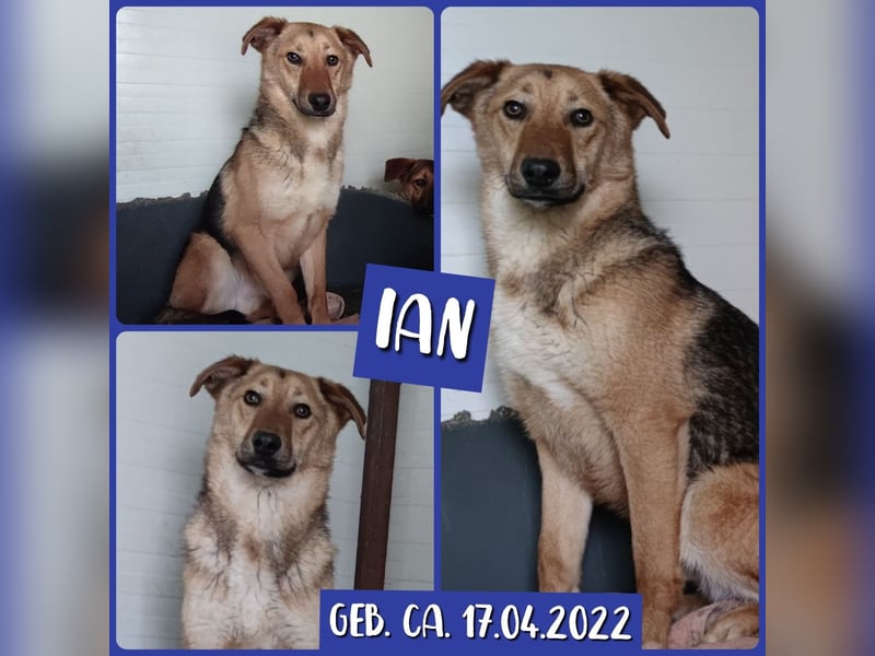 I A N, 3-jähriger Bub, SH mittelgroß, freundlich, zuückhaltend, unsicher, sozial